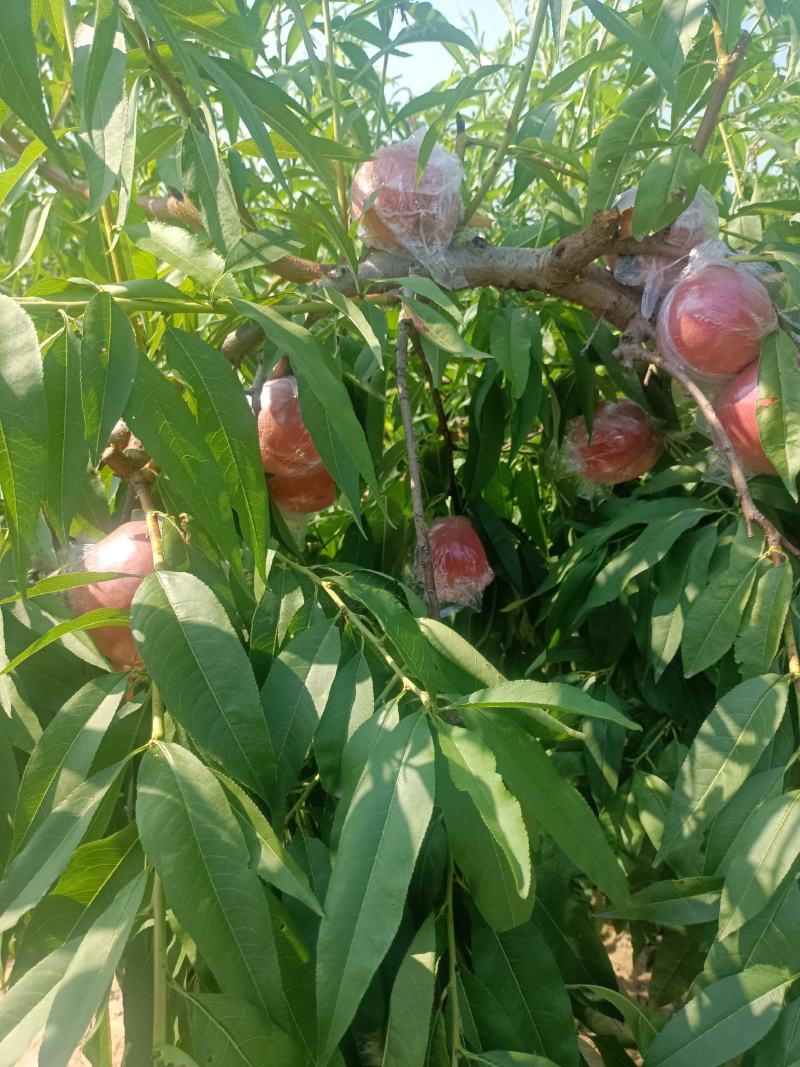 膜代桃