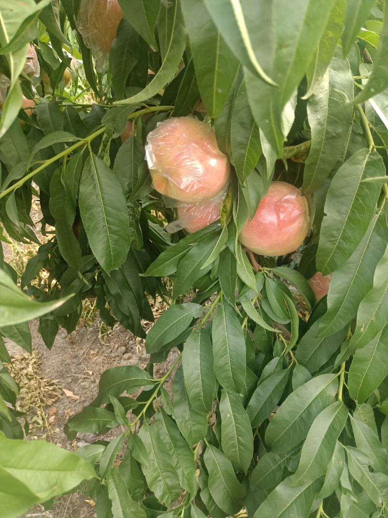 膜代桃