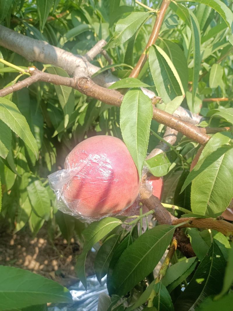 膜代桃
