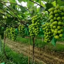 河南省鲁山县阳光玫瑰葡萄降价了，串大，颗粒饱满，颜色鲜亮