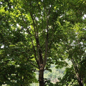 紫荆（巨紫荆（丛生紫荆）其花蕾颜色漂亮，适应能力强。