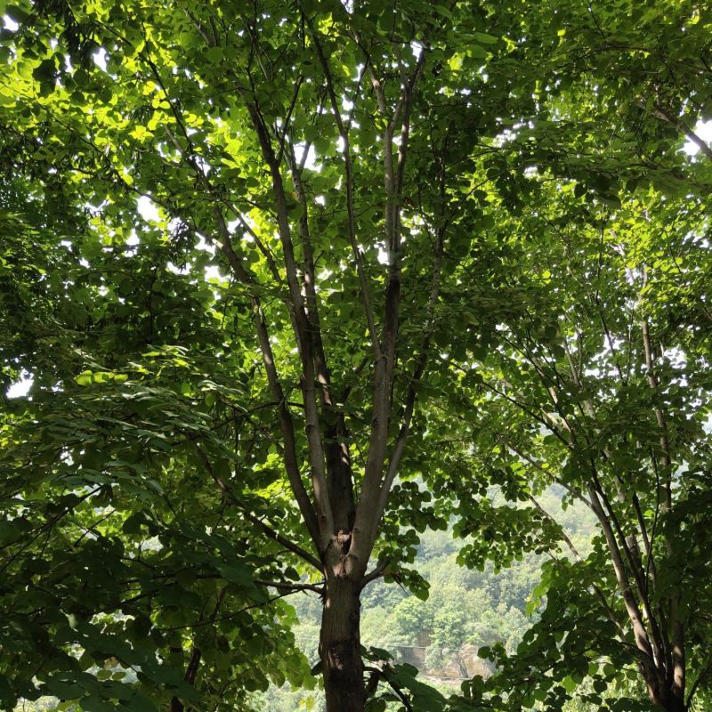 紫荆（巨紫荆（丛生紫荆）其花蕾颜色漂亮，适应能力强。