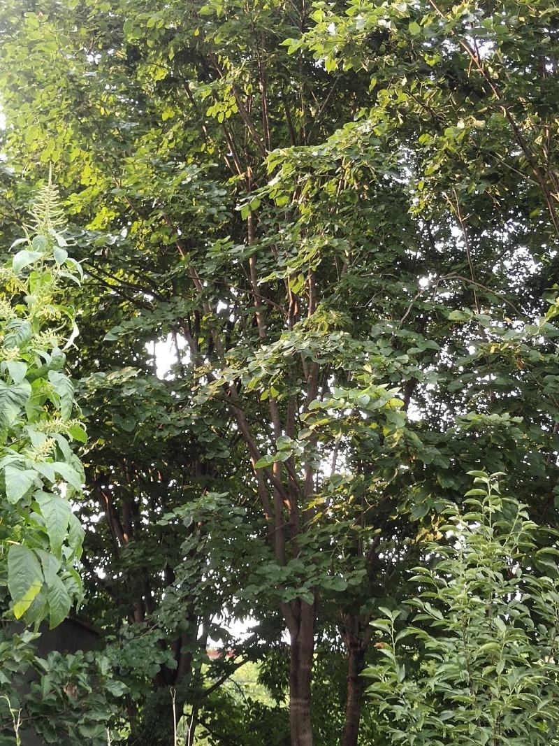 紫荆（巨紫荆（丛生紫荆）其花蕾颜色漂亮，适应能力强。