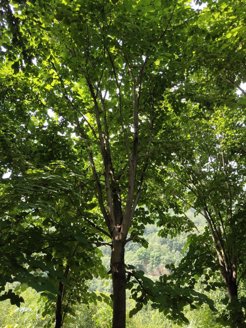 紫荆（巨紫荆（丛生紫荆）其花蕾颜色漂亮，适应能力强。