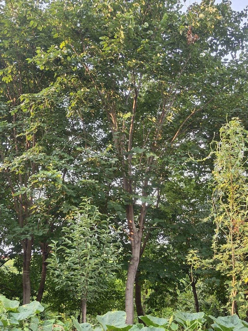 紫荆（巨紫荆（丛生紫荆）其花蕾颜色漂亮，适应能力强。