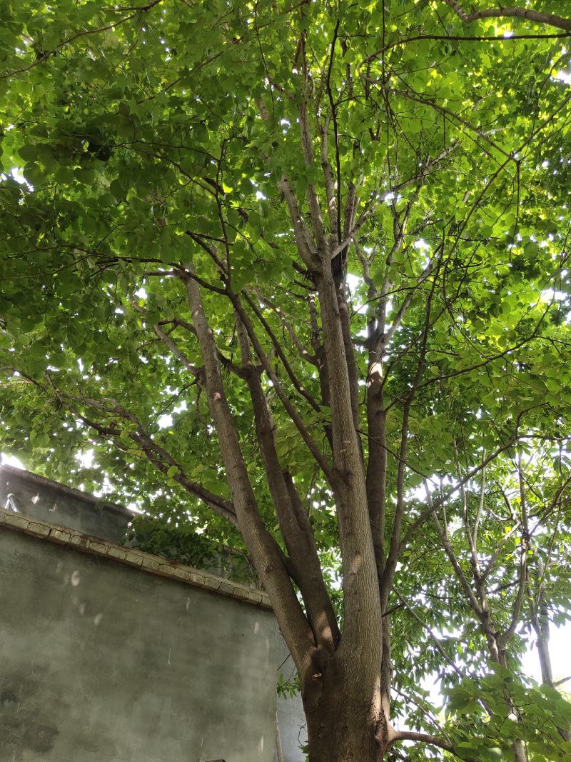 紫荆（巨紫荆（丛生紫荆）其花蕾颜色漂亮，适应能力强。