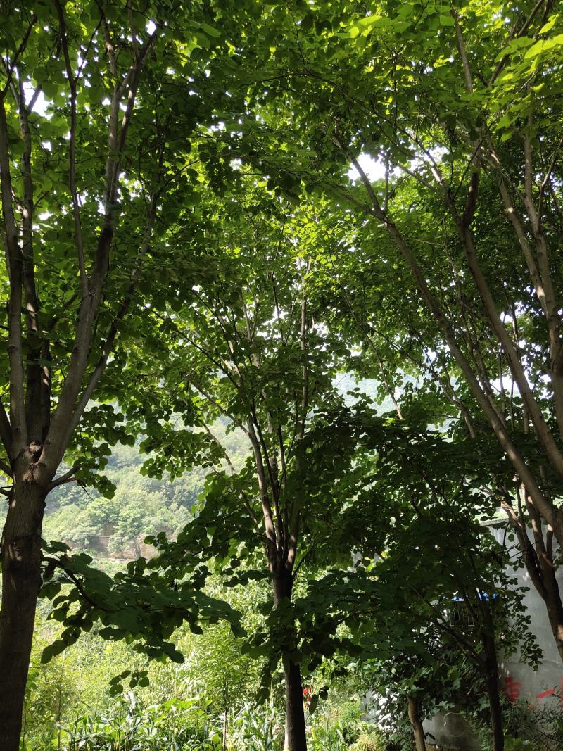 紫荆（巨紫荆（丛生紫荆）其花蕾颜色漂亮，适应能力强。