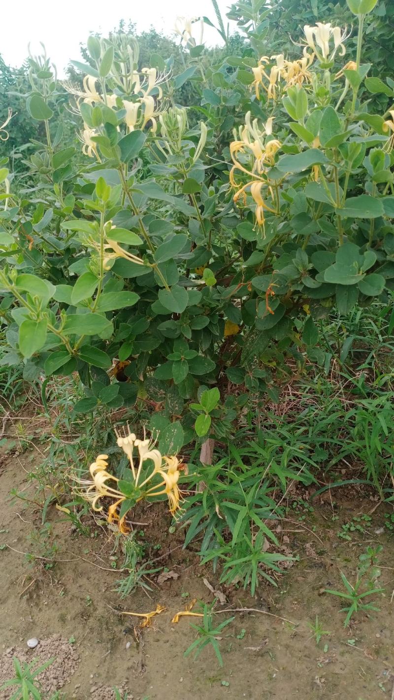 四季金银花盆景老桩，盆栽地栽都可以，适合阳台庭院观赏绿化