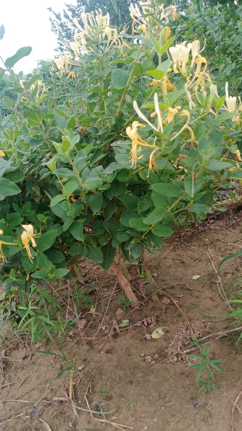 四季金银花盆景老桩，盆栽地栽都可以，适合阳台庭院观赏绿化