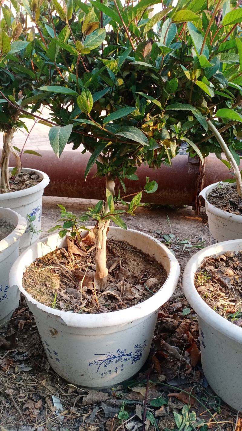 四季金银花盆景老桩，盆栽地栽都可以，适合阳台庭院观赏绿化