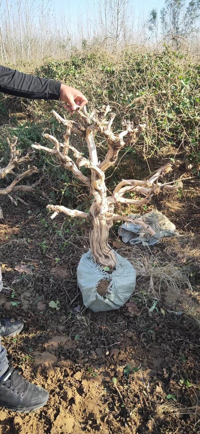 四季金银花盆景老桩，盆栽地栽都可以，适合阳台庭院观赏绿化
