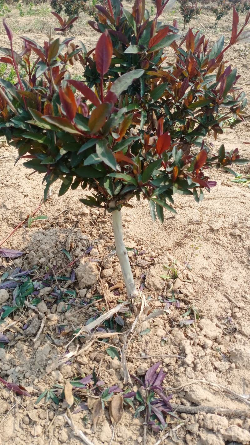 四季金银花盆景老桩，盆栽地栽都可以，适合阳台庭院观赏绿化