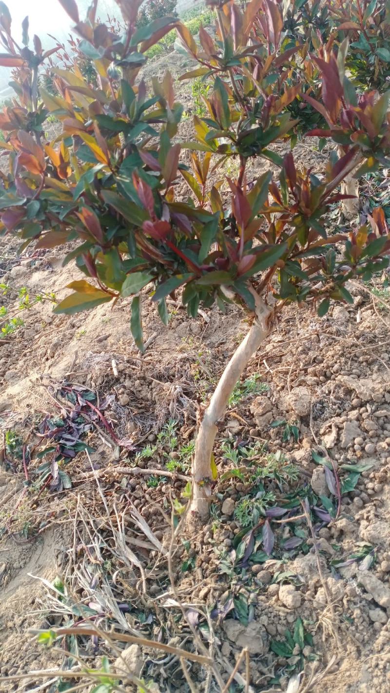 四季金银花盆景老桩，盆栽地栽都可以，适合阳台庭院观赏绿化