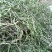 螃蟹脚寄生、大量现货，质量保证，欢迎选购，产地一手货