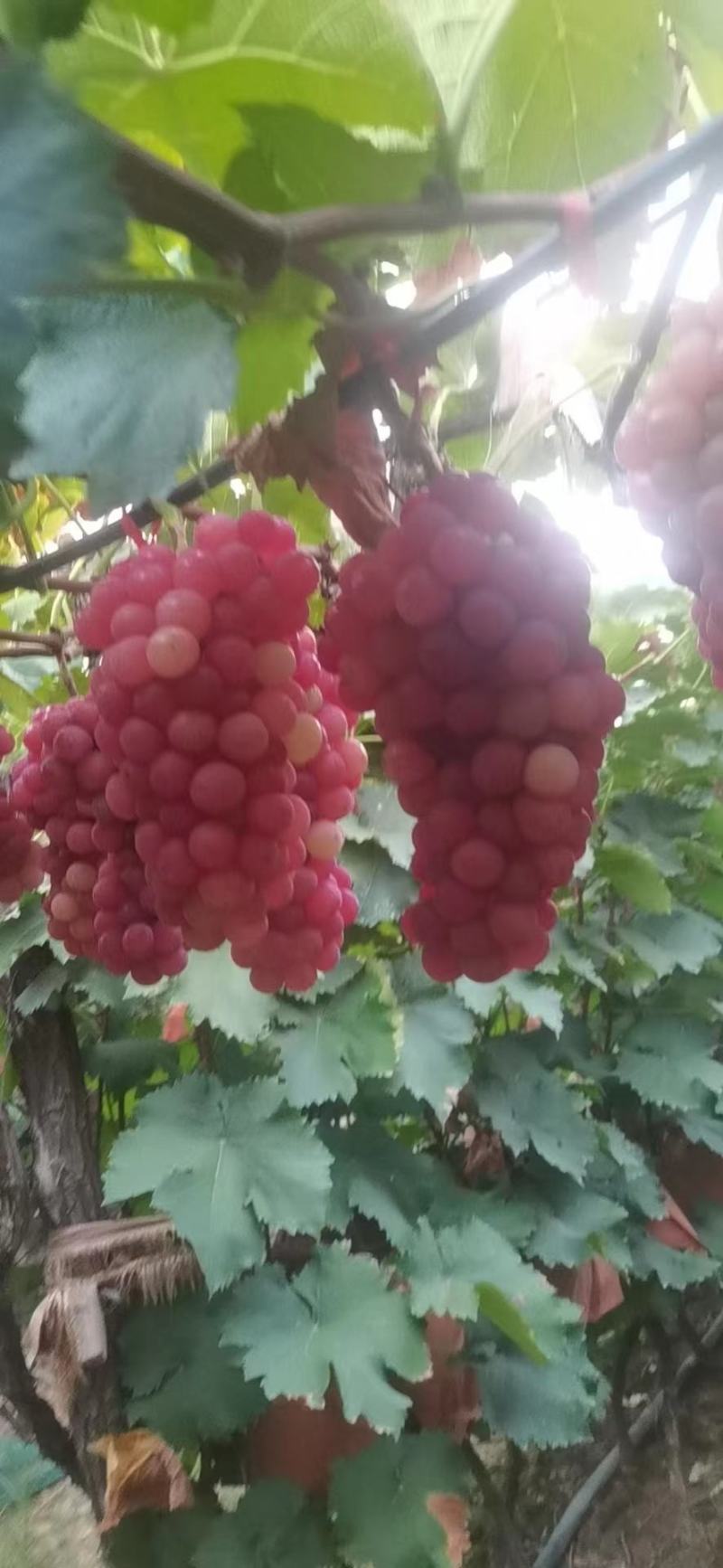 巨峰夏黑沪太