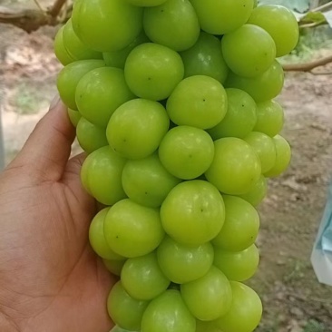 精品阳光玫瑰