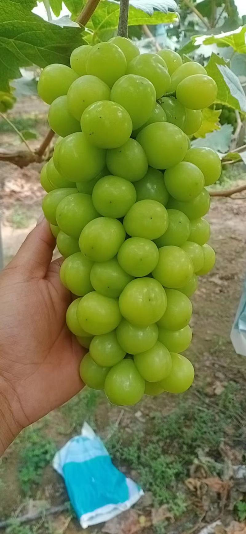 精品阳光玫瑰