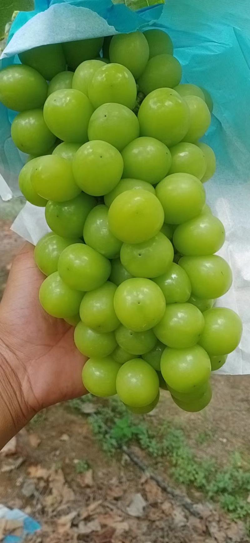 精品阳光玫瑰