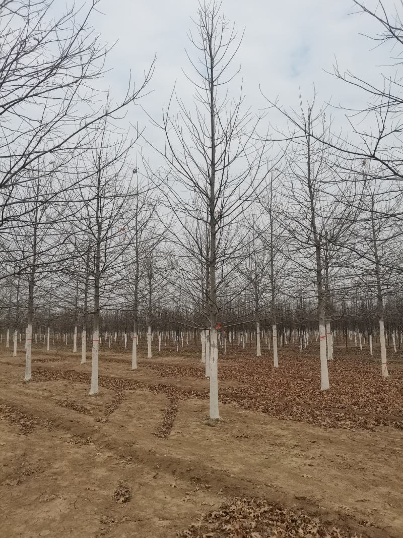 娜塔莉，娜塔莉小苗，1-15公分娜塔莉，产地供应，规格齐