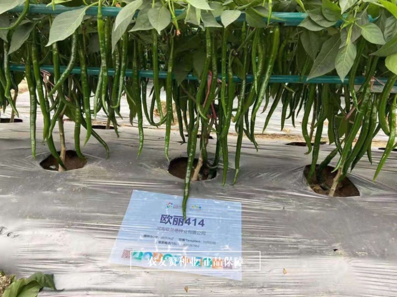 一代杂交深绿色特长果线椒种子枝条硬辣味浓顺直光亮