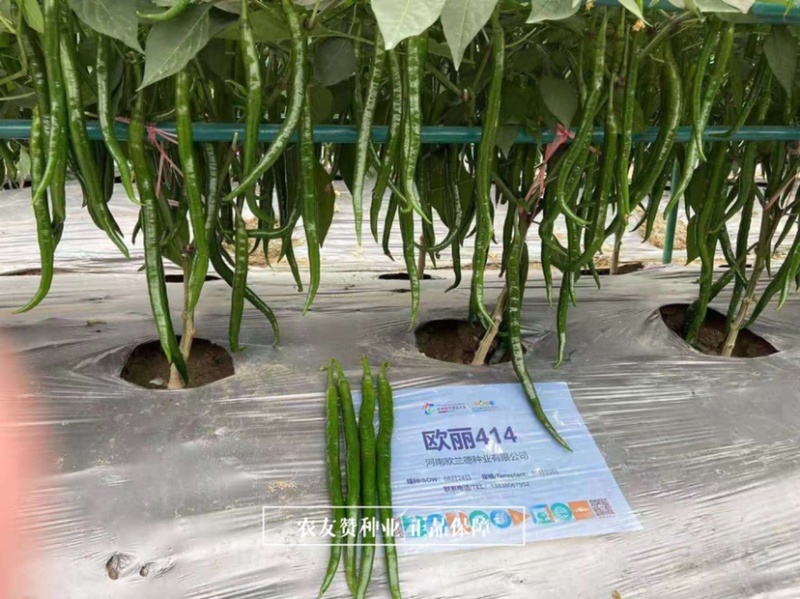 一代杂交深绿色特长果线椒种子枝条硬辣味浓顺直光亮