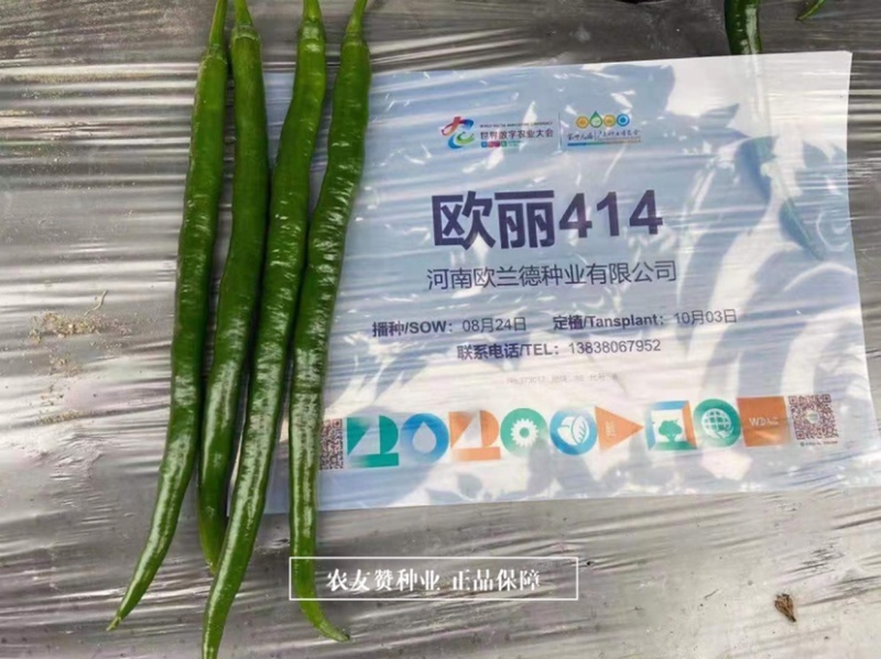 一代杂交深绿色特长果线椒种子枝条硬辣味浓顺直光亮