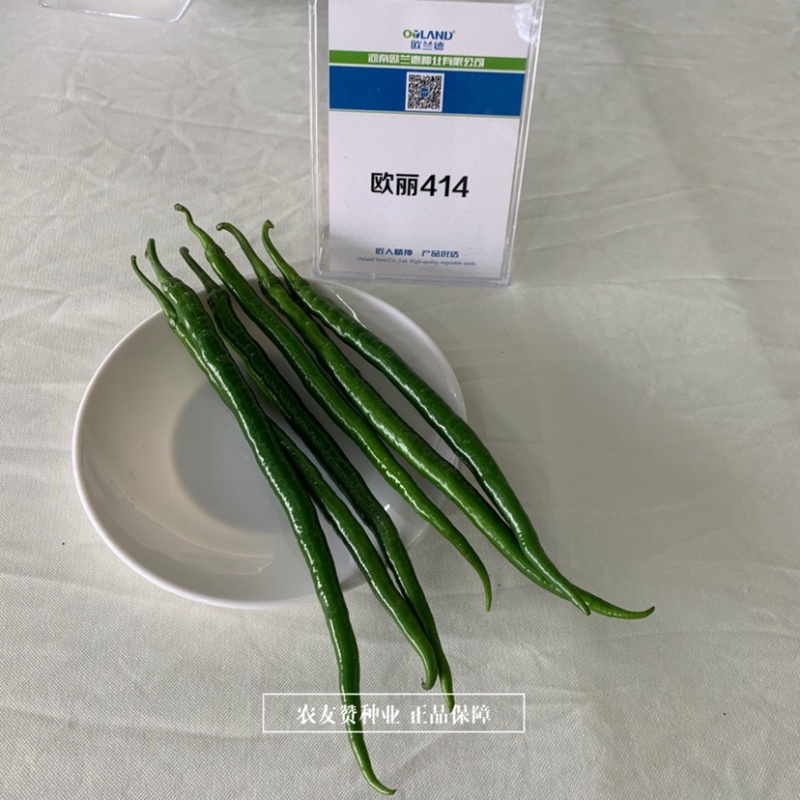 一代杂交深绿色特长果线椒种子枝条硬辣味浓顺直光亮
