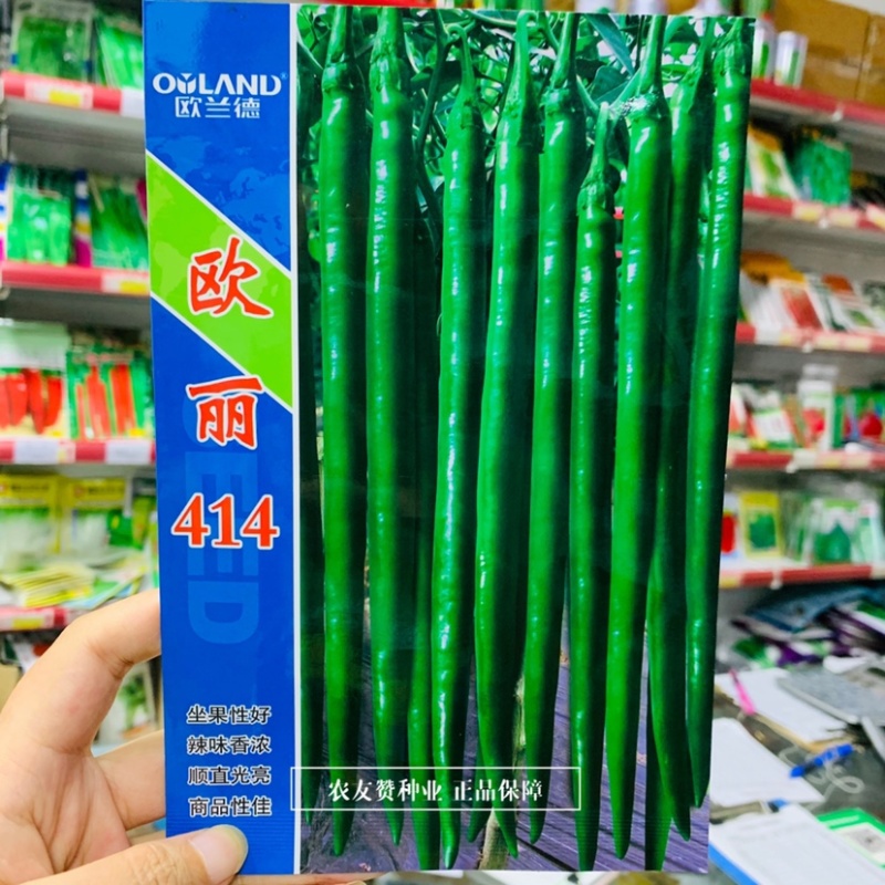 一代杂交深绿色特长果线椒种子枝条硬辣味浓顺直光亮