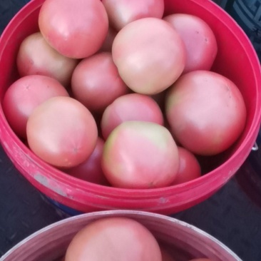 313精品软果西红柿