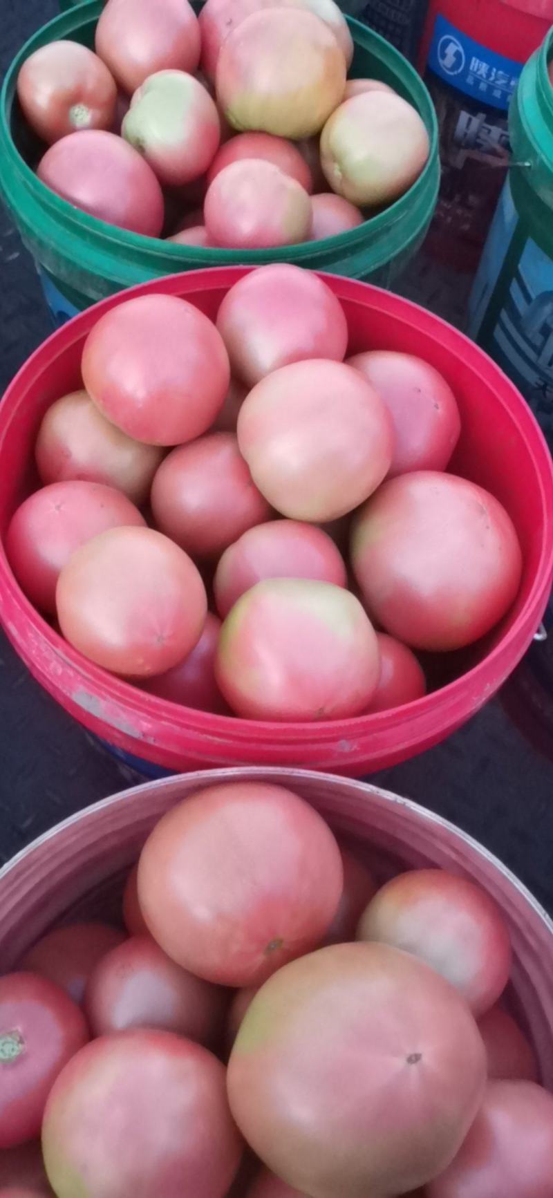 313精品软果西红柿