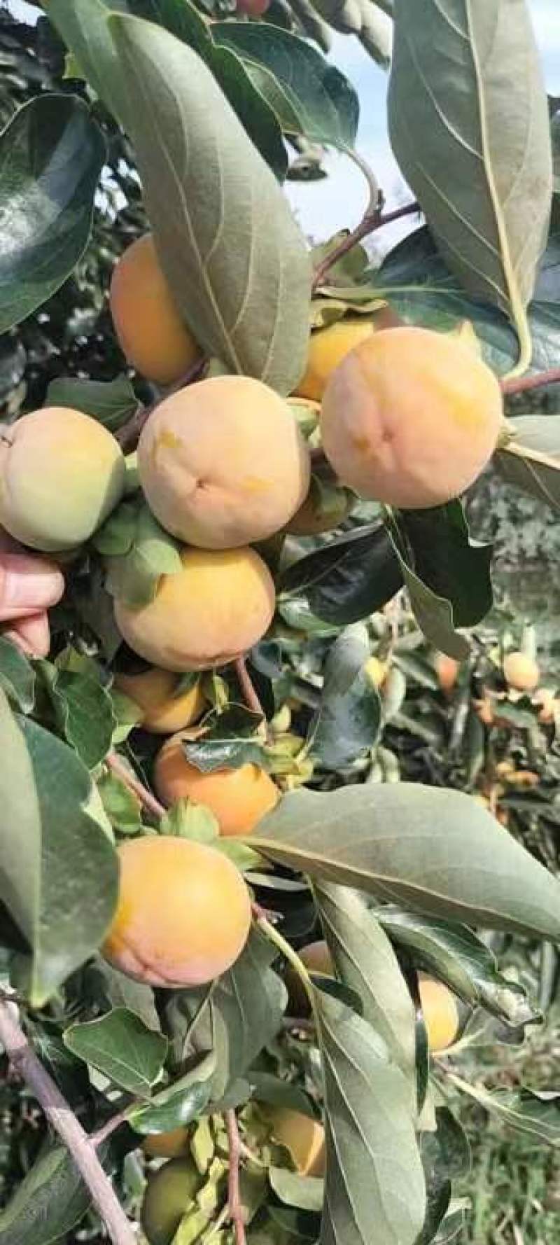 合阳七月黄柿子，产地直发，大量上市中，可以视频看货。
