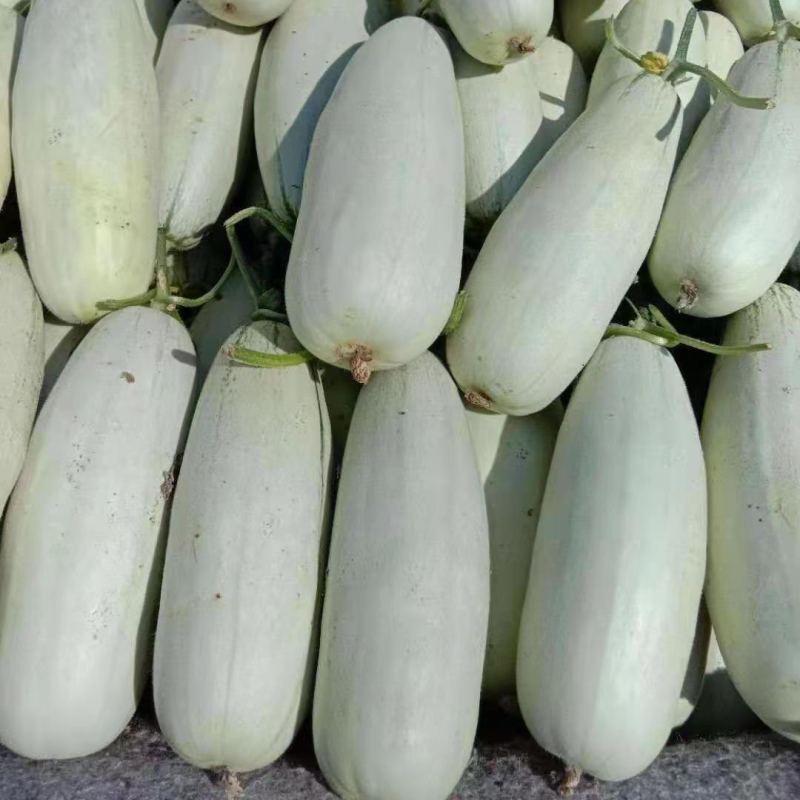 【荐】博洋甜瓜绿宝羊角蜜产地直发大量供应