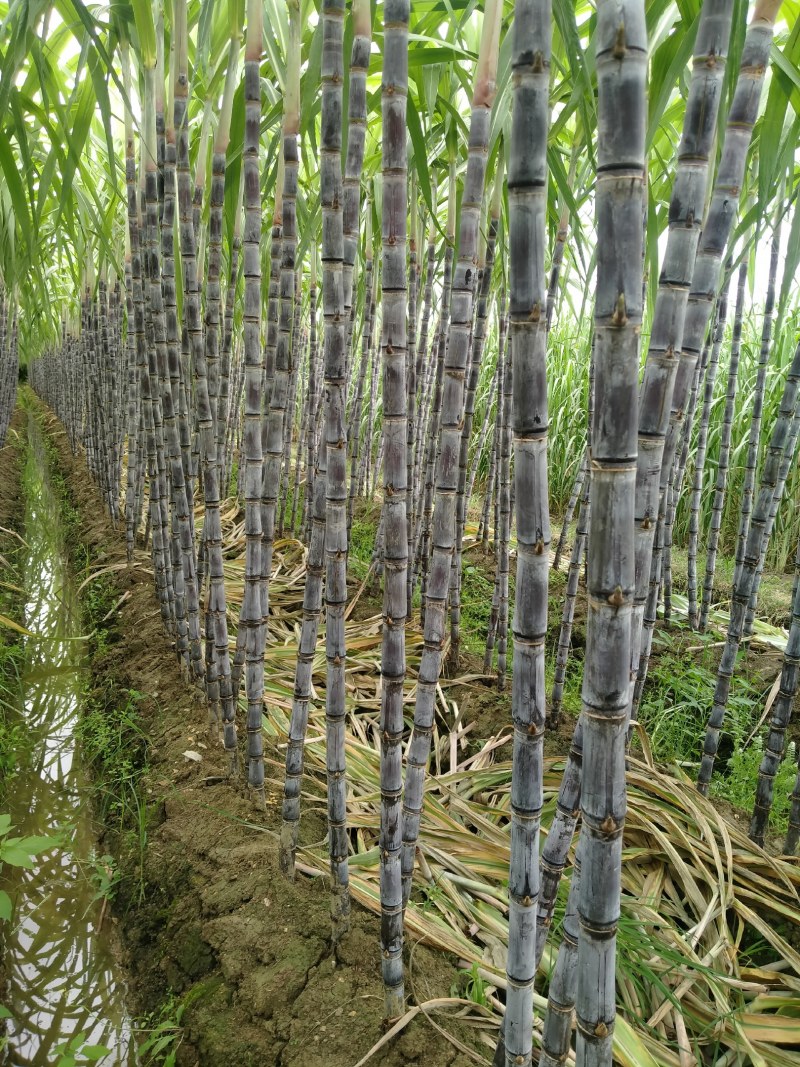 广西黑皮甘蔗产地一手货源，节长颜色好，电商市场，甜甜的