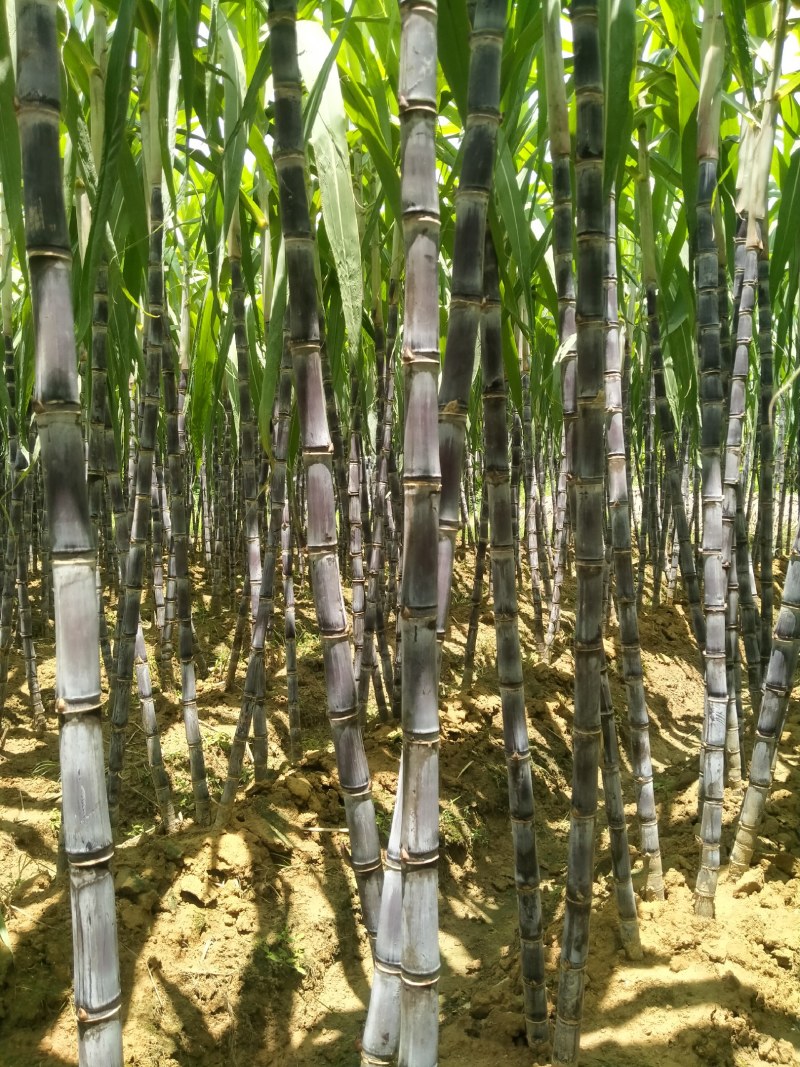 广西黑皮甘蔗产地一手货源，节长颜色好，电商市场，甜甜的