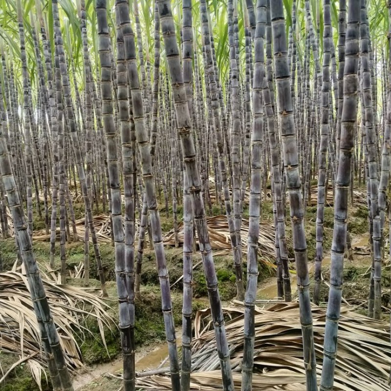 广西黑皮甘蔗产地一手货源，节长颜色好，电商市场，甜甜的