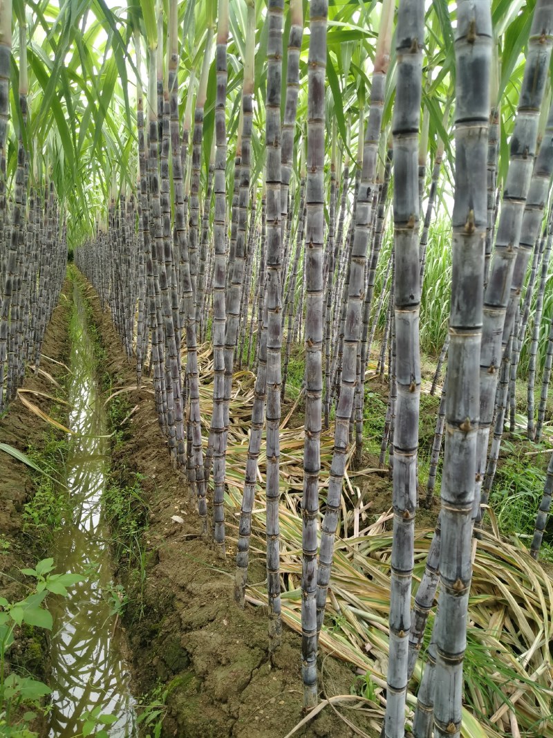 广西黑皮甘蔗产地一手货源，节长颜色好，电商市场，甜甜的