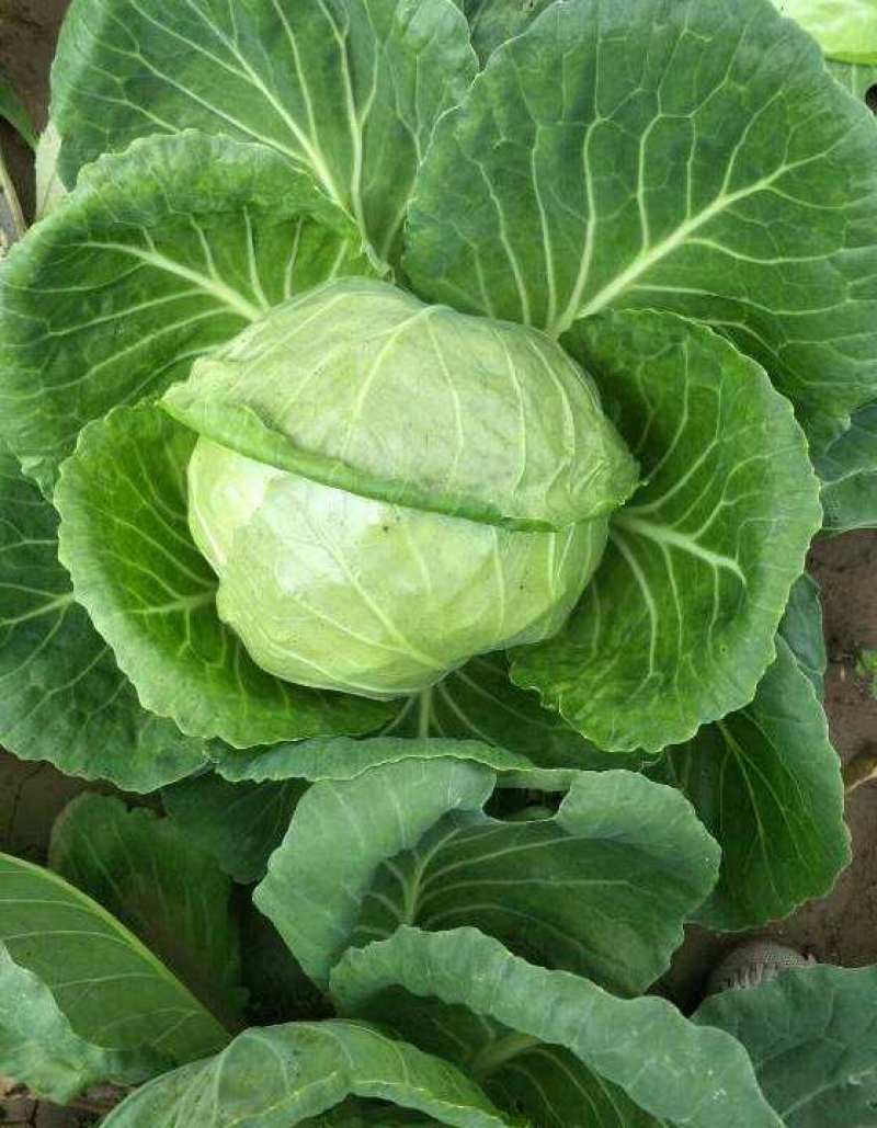 豫艺水果甘蓝种子甜脆莲花白种子甘兰种籽包心菜卷心菜扁包菜