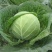 豫艺水果甘蓝种子甜脆莲花白种子甘兰种籽包心菜卷心菜扁包菜