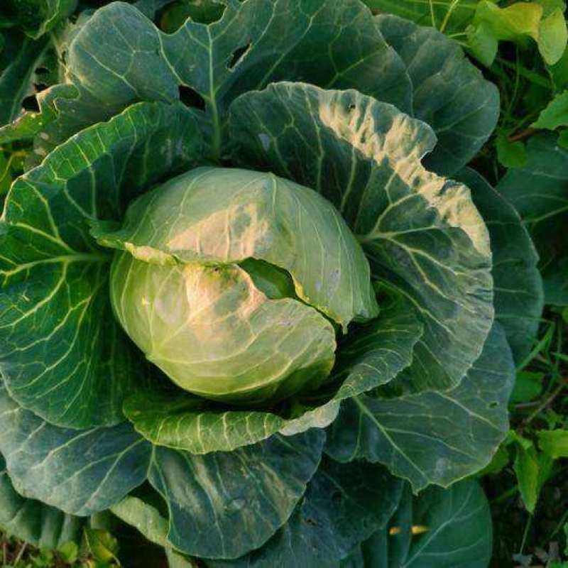 豫艺水果甘蓝种子甜脆莲花白种子甘兰种籽包心菜卷心菜扁包菜