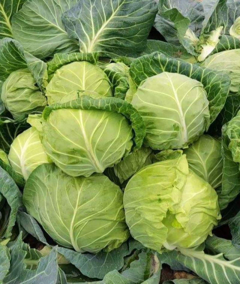 豫艺水果甘蓝种子甜脆莲花白种子甘兰种籽包心菜卷心菜扁包菜