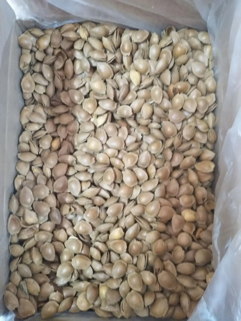 开口杏核，小金豆杏核，箱装奶味袋装开口笑干果