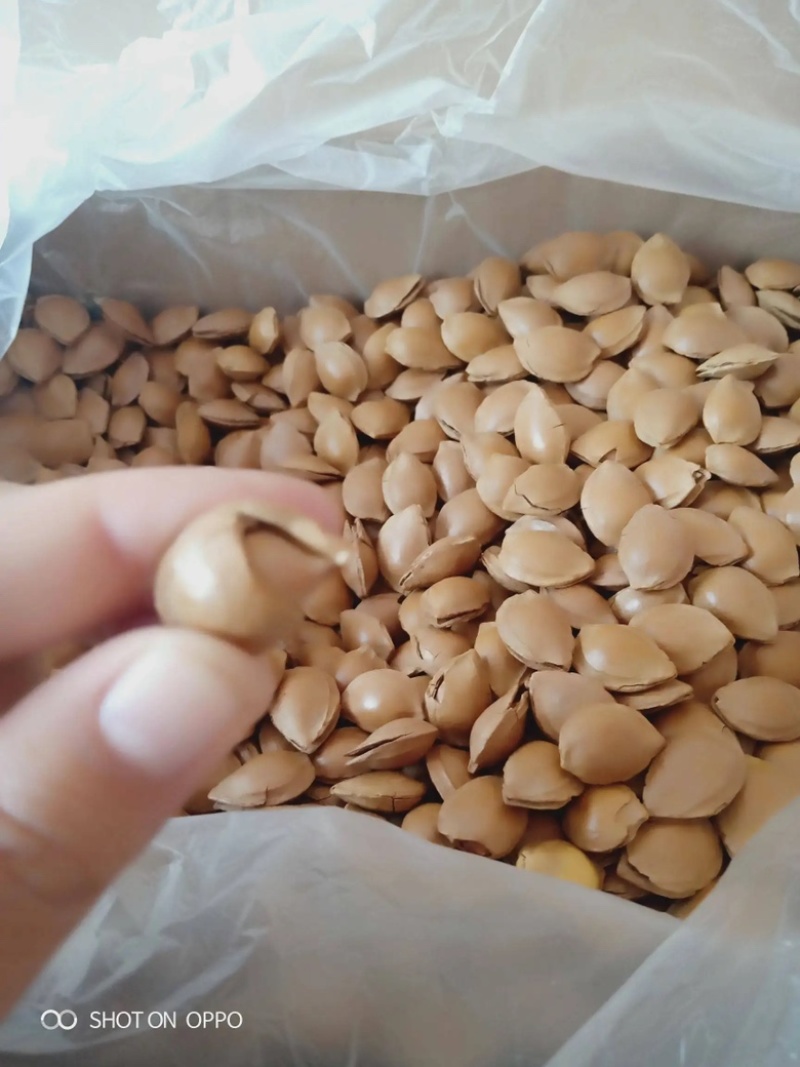 开口杏核，小金豆杏核，箱装奶味袋装开口笑干果