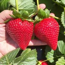 江苏红颜草莓苗批发，大量上市，产地直供可以视频，