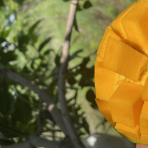 攀枝花凯特芒果，来自阳光的味道，一款值得你喜欢的芒果
