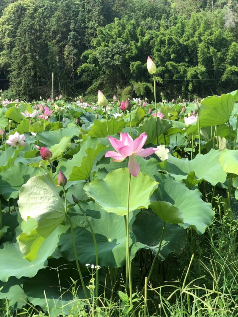 广东鲜红莲粉过板栗软糯香甜基地直发