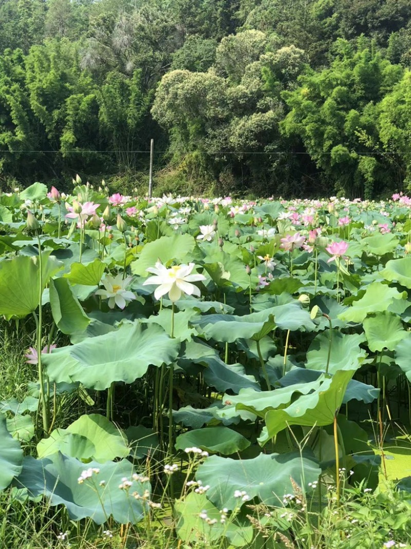 广东鲜红莲粉过板栗软糯香甜基地直发