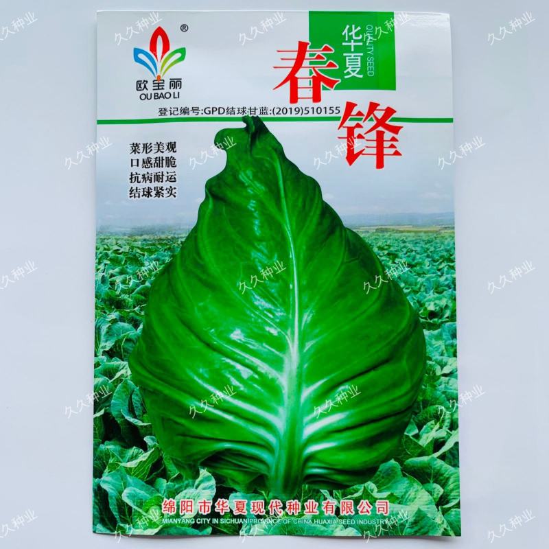春锋甘蓝种子早熟春秋牛心甘蓝种子尖头型甘兰种子甜脆包菜种