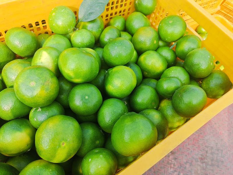 沃屯蜜桔