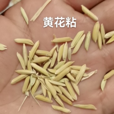 黄花粘稻谷