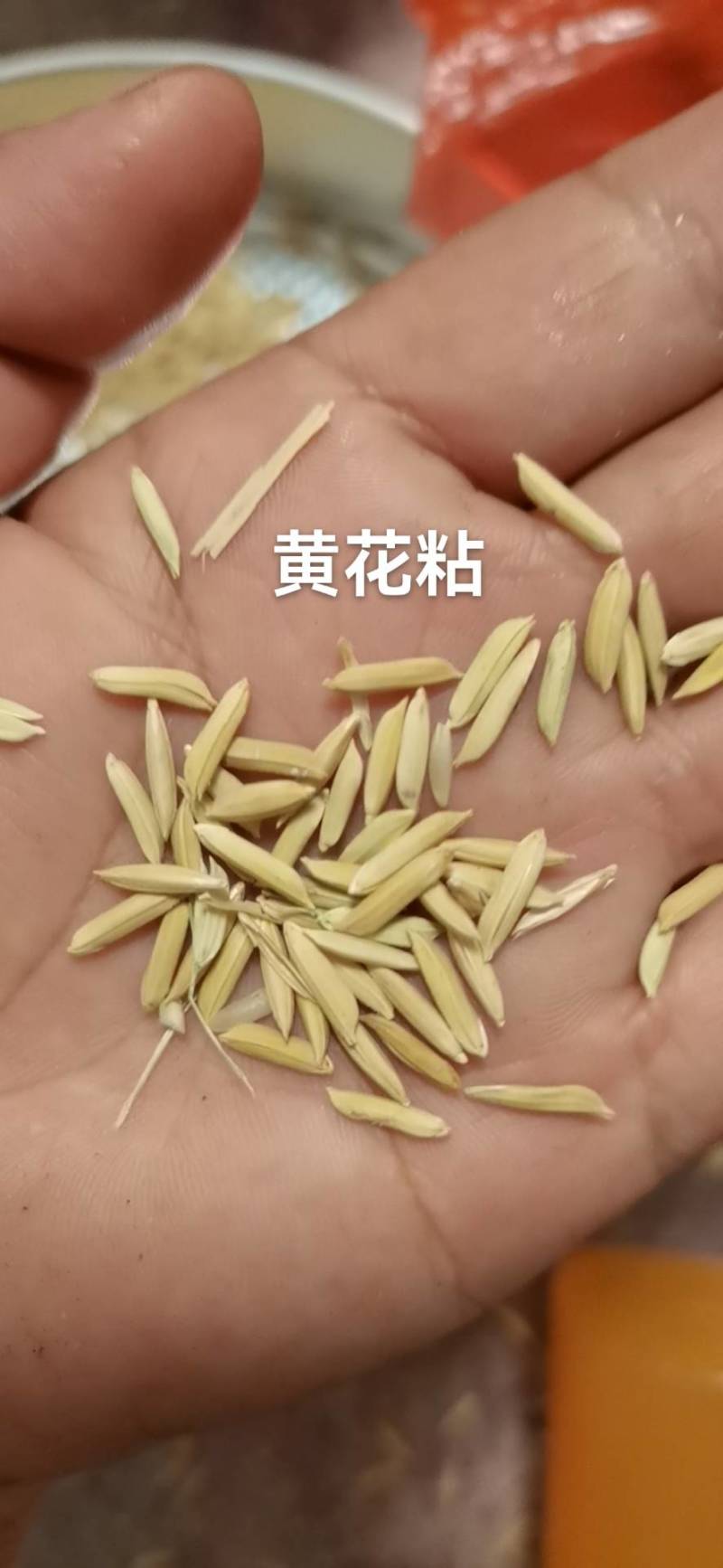 黄花粘稻谷